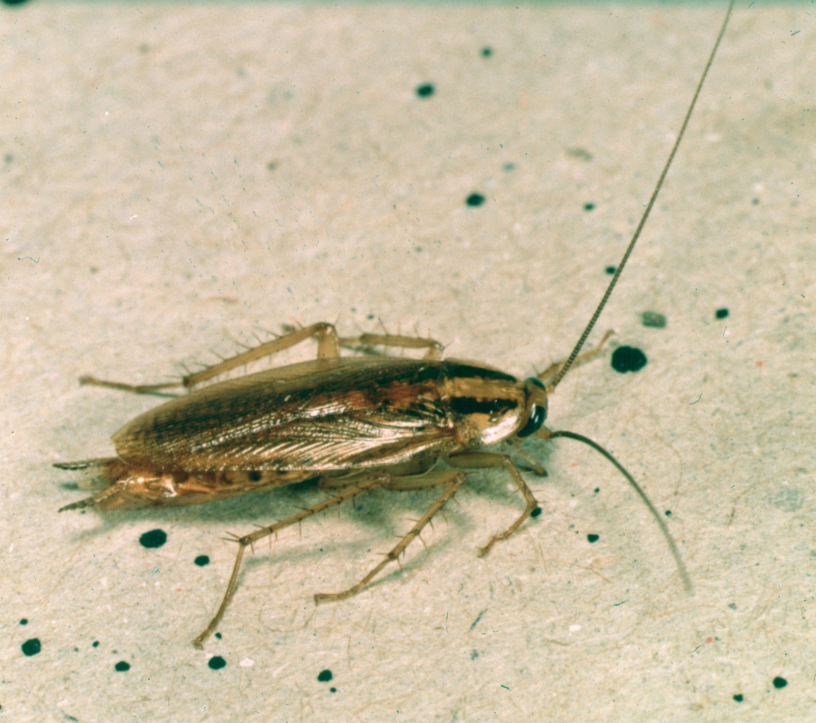 Un exemplar de blatella germànica