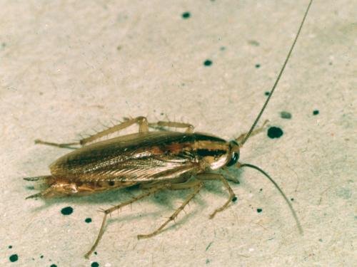 Un exemplar de blatella germànica