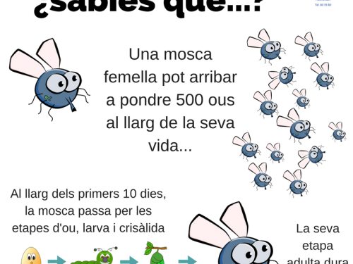 Infogràfic cicle reproductiu de les mosques