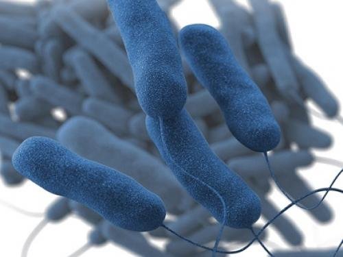 Reproducció de bactèries de legionel·la. Font: CDC