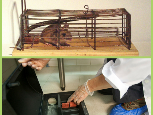 A dalt un rosegador en una trampa antiga, i a baix una caixa amb rodenticida